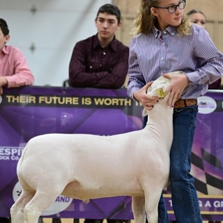 molly bedwell grandstand breeding champ white dorper ram